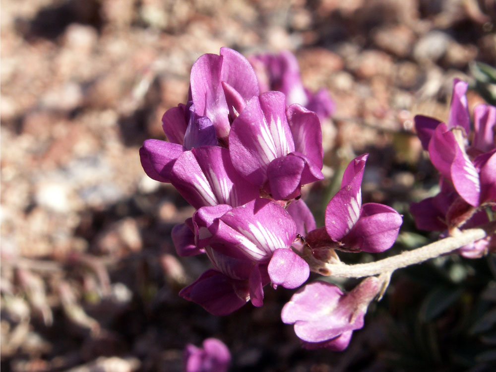 Изображение особи Oxytropis ervicarpa.