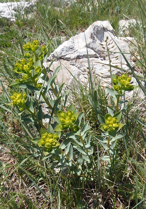 Изображение особи Euphorbia goldei.