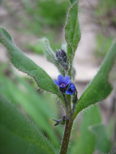 Image of Asperugo procumbens specimen.