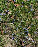 Scilla siberica. Цветущие растения. Германия, г. Дюссельдорф, Ботанический сад университета. 10.03.2014.