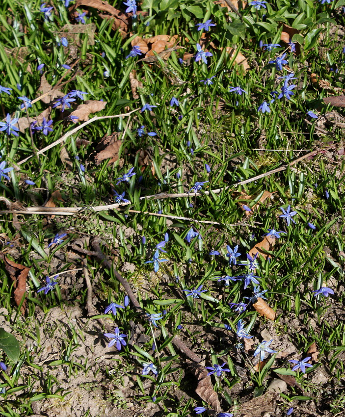 Image of Scilla siberica specimen.