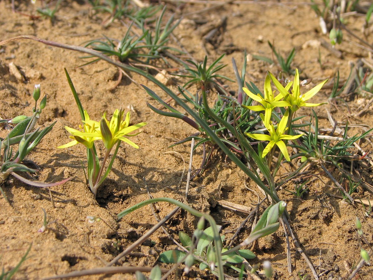 Image of genus Gagea specimen.