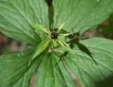 Paris quadrifolia