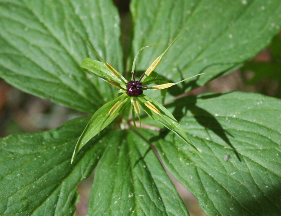 Image of Paris quadrifolia specimen.