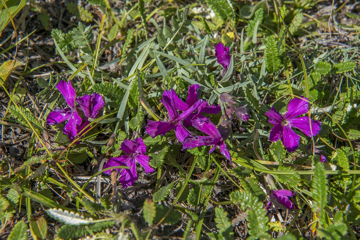 Изображение особи Dianthus repens.