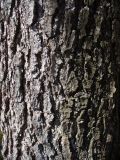 Alnus glutinosa. Кора старовозрастного дерева. Ярославская обл., усадьба Карабиха, Верхний пруд. 20 апреля 2014 г.