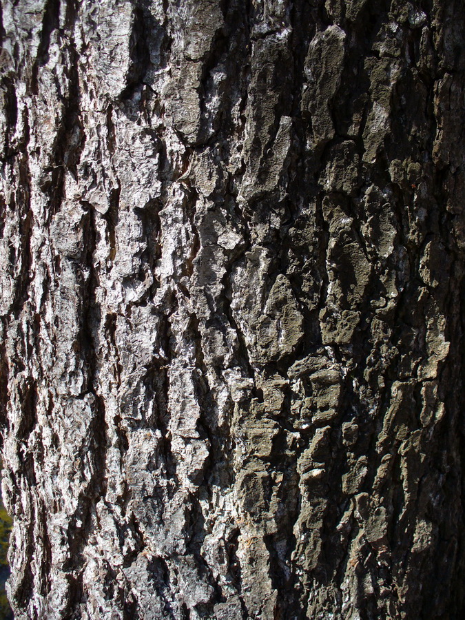 Изображение особи Alnus glutinosa.
