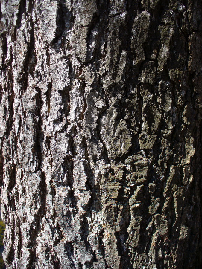 Image of Alnus glutinosa specimen.