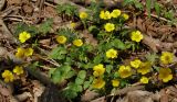 Ranunculus franchetii. Цветущее растение. Приморский край, Партизанский р-н, окр. пос. Новолитовск, долина р. Литовка на левом берегу, ильмово-ясенёвый лес. 29.04.2014.