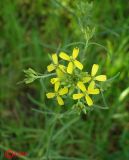 Erysimum canescens