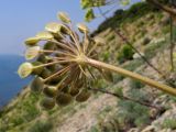 Heracleum stevenii. Часть соплодия. Краснодарский край, м/о Анапа, окр. пос. Бол. Утриш, обрывисто-осыпной береговой склон. 24.05.2014.