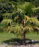 Trachycarpus fortunei. Цветущее растение. Германия, г. Дюссельдорф, Ботанический сад университета. 04.05.2014.