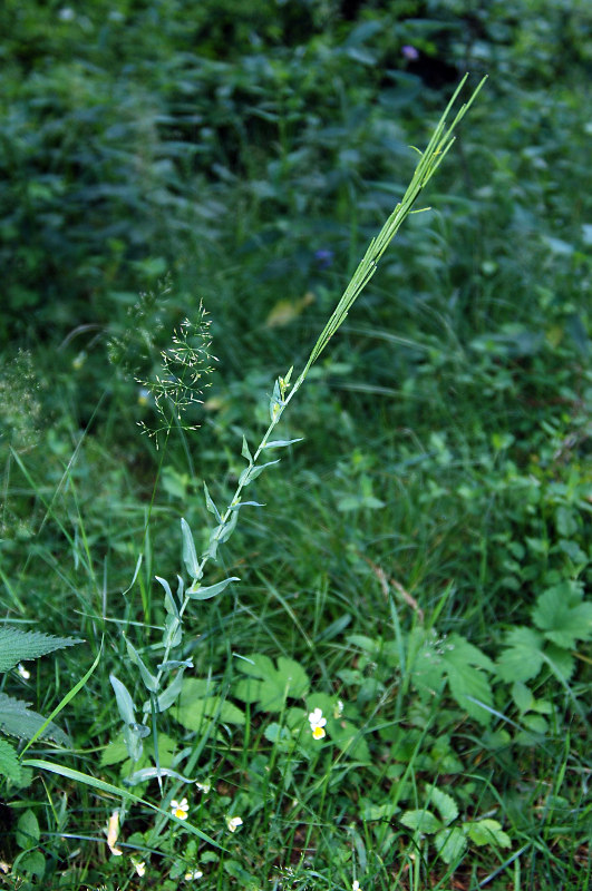 Image of Turritis glabra specimen.