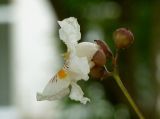 Catalpa bignonioides. Цветок. Чувашия, г. Шумерля. 14.06.2014.