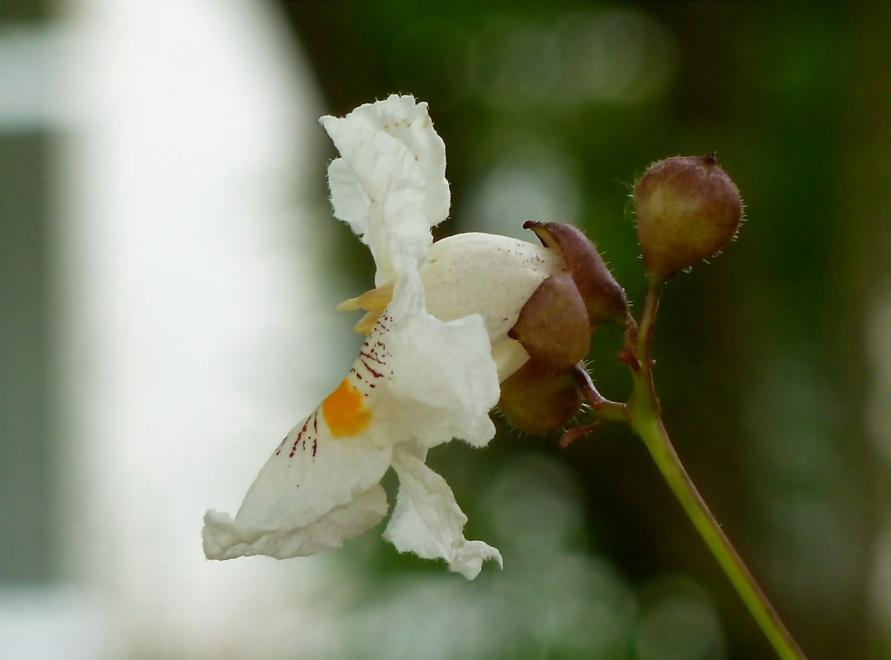 Image of Catalpa bignonioides specimen.