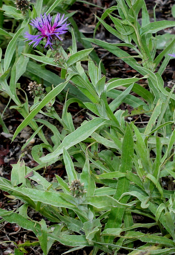 Image of Centaurea triumfettii specimen.