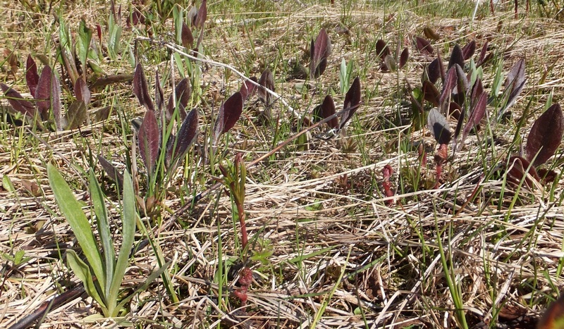 Image of genus Hieracium specimen.