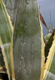 Agave americana var. variegata