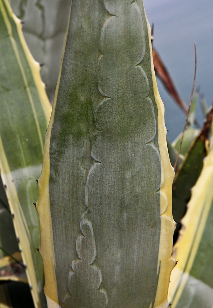 Image of Agave americana var. variegata specimen.