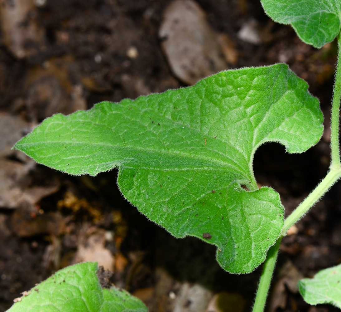 Изображение особи Aristolochia paecilantha.