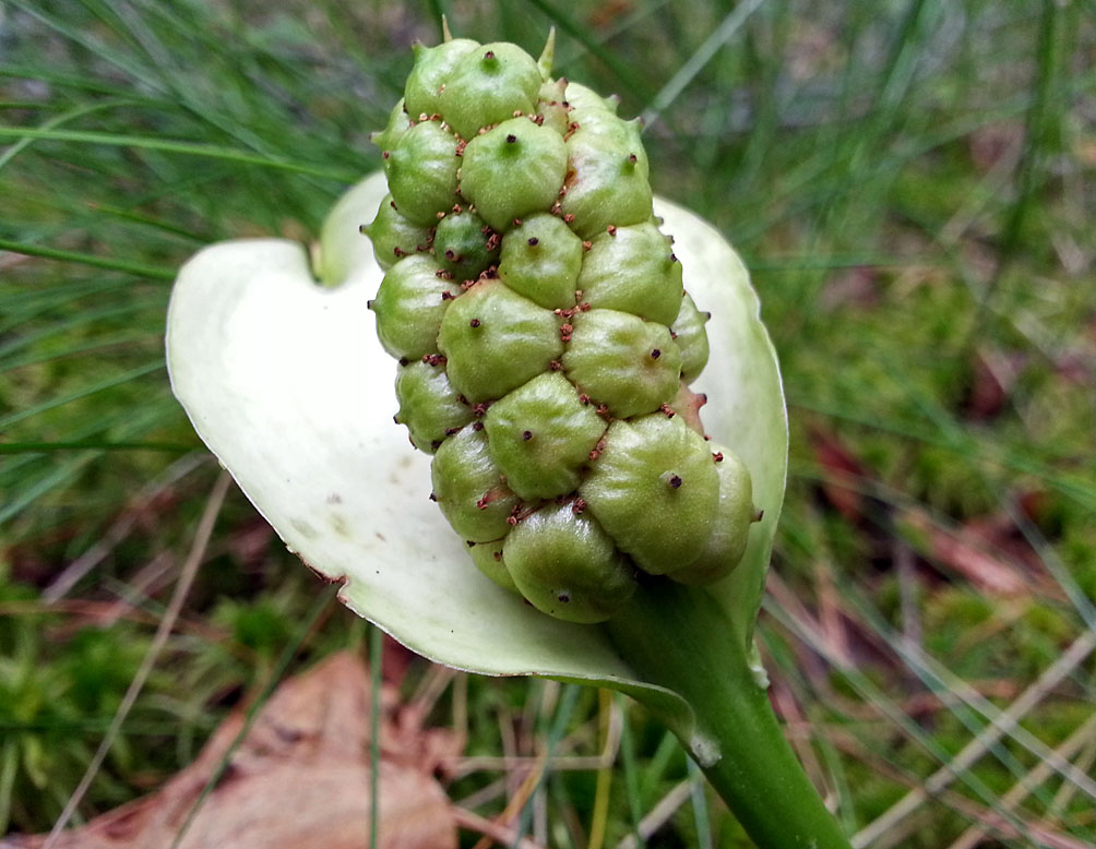 Изображение особи Calla palustris.