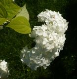 Hydrangea arborescens