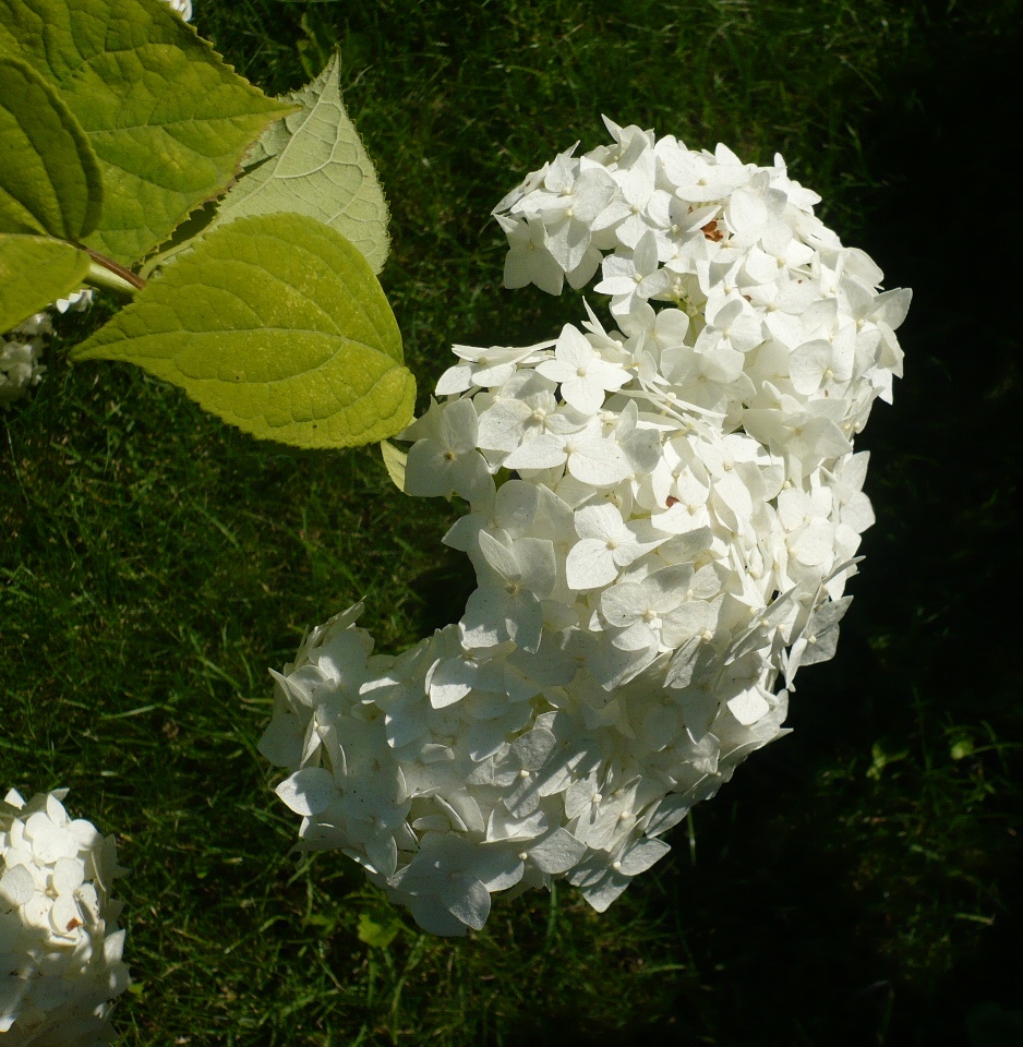 Image of Hydrangea arborescens specimen.
