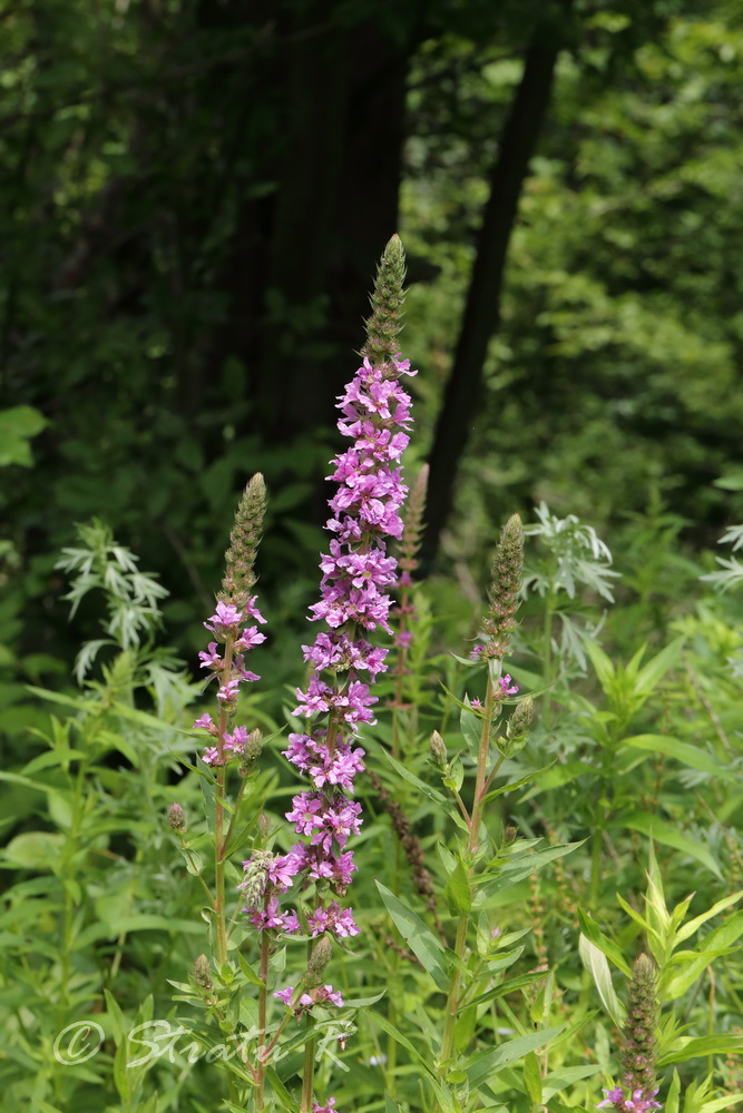 Image of Lythrum salicaria specimen.