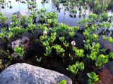 Menyanthes trifoliata