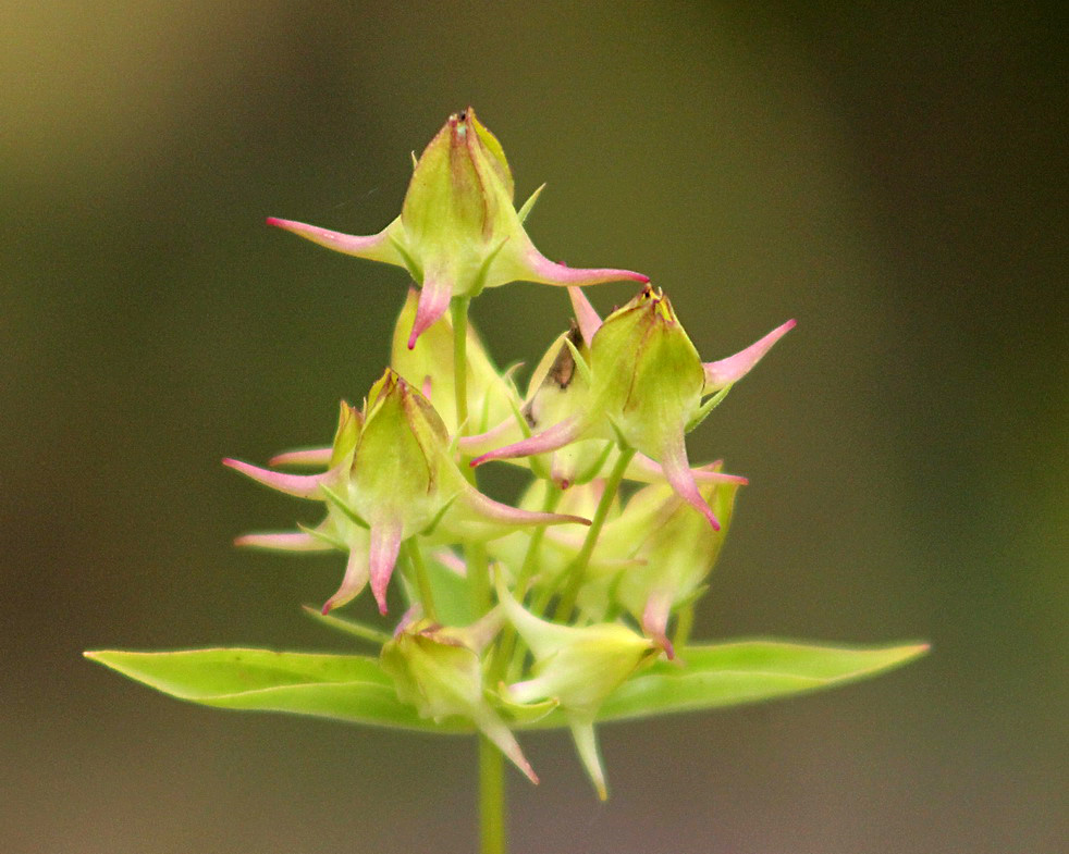 Изображение особи Halenia corniculata.