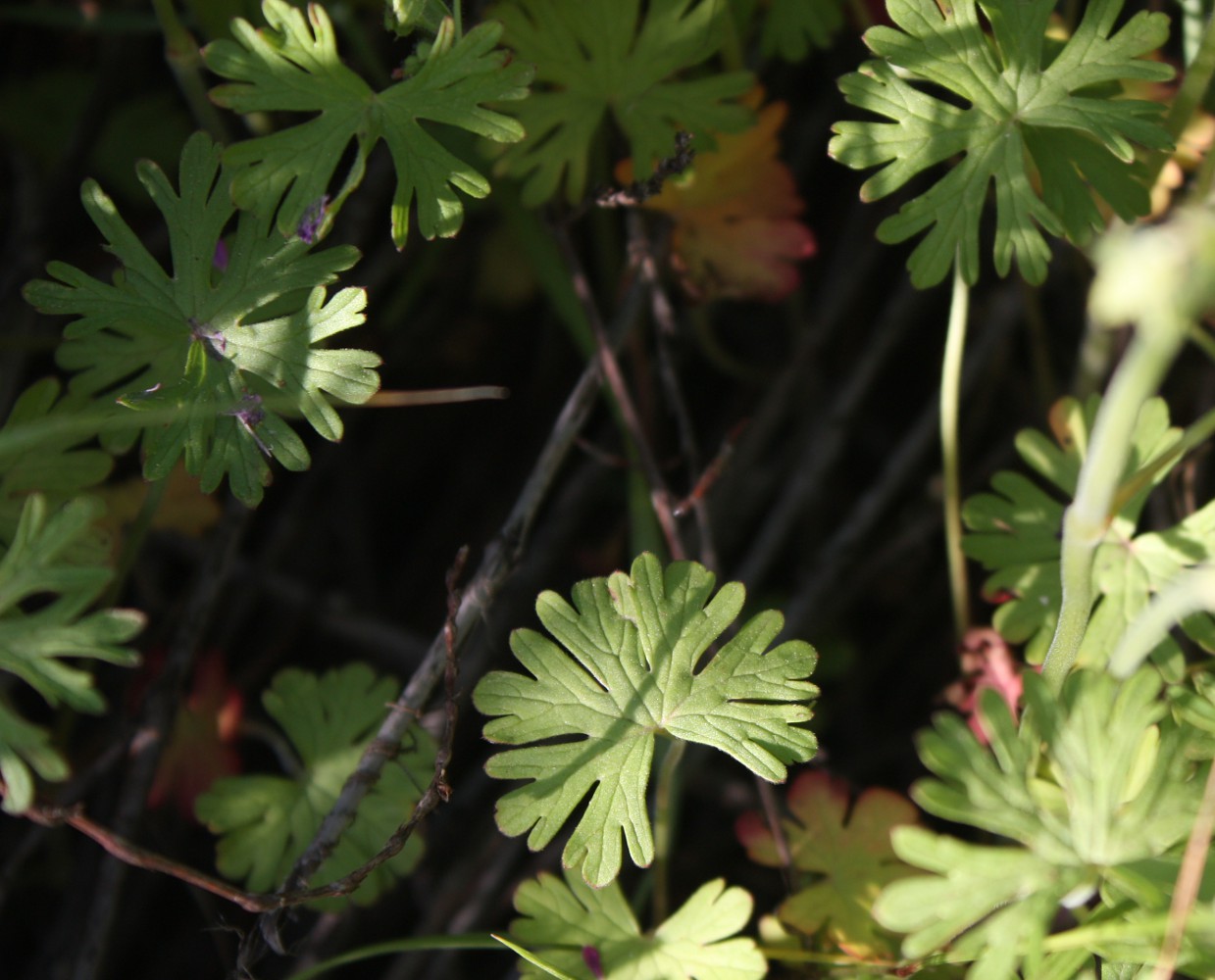 Изображение особи Geranium dissectum.
