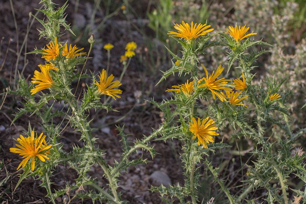 Изображение особи Scolymus hispanicus.