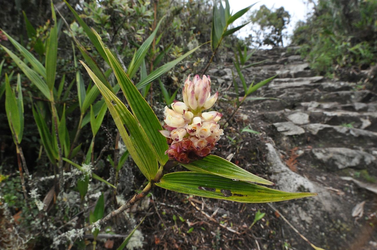 Image of Elleanthus strobilifer specimen.