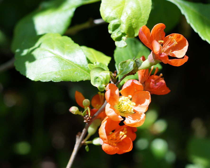 Изображение особи Chaenomeles japonica.