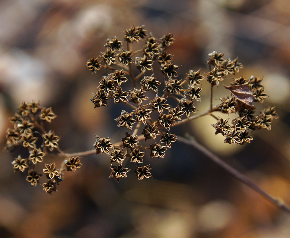 Image of Spiraea blumei specimen.