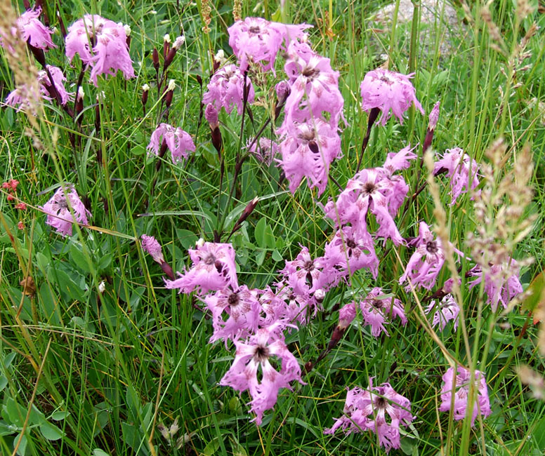 Изображение особи Dianthus superbus.