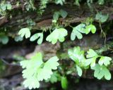 Athyrium filix-femina