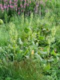 Rumex confertus