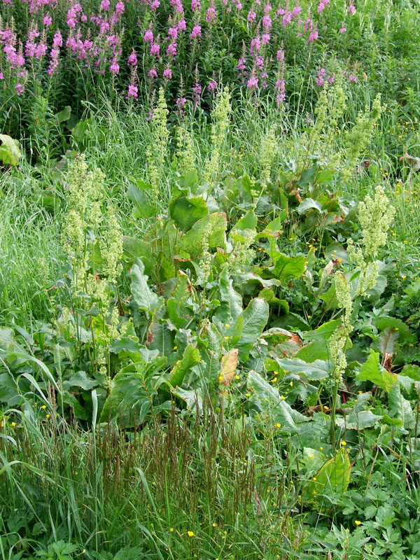 Image of Rumex confertus specimen.