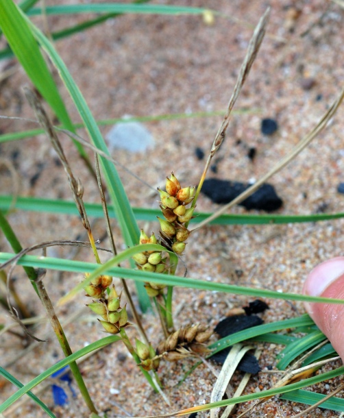 Image of Carex pumila specimen.