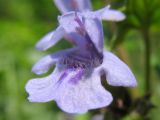 Glechoma hederacea