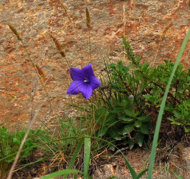 Изображение особи Platycodon grandiflorus.