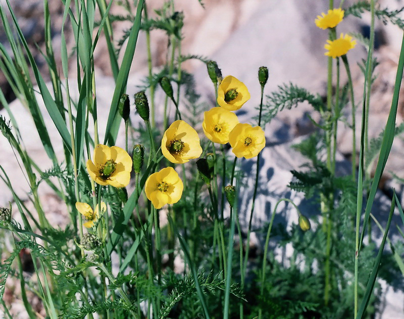 Изображение особи Papaver lapponicum ssp. jugoricum.