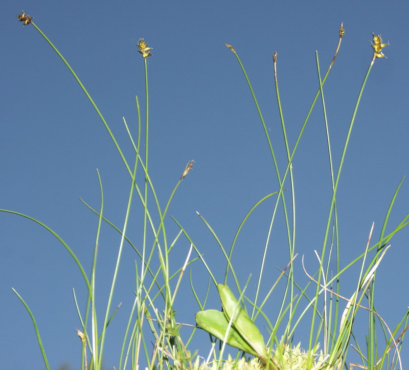 Изображение особи Carex dioica.