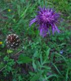 Centaurea scabiosa