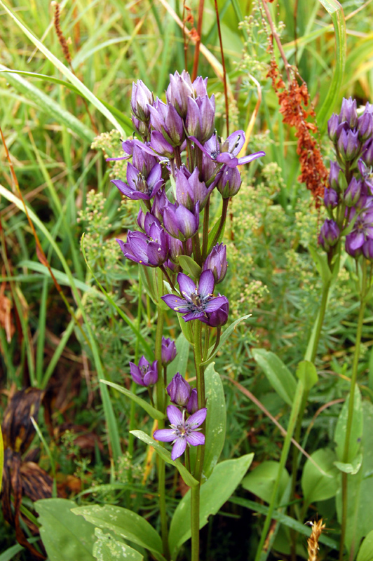 Image of Swertia obtusa specimen.