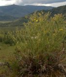 Youngia tenuifolia