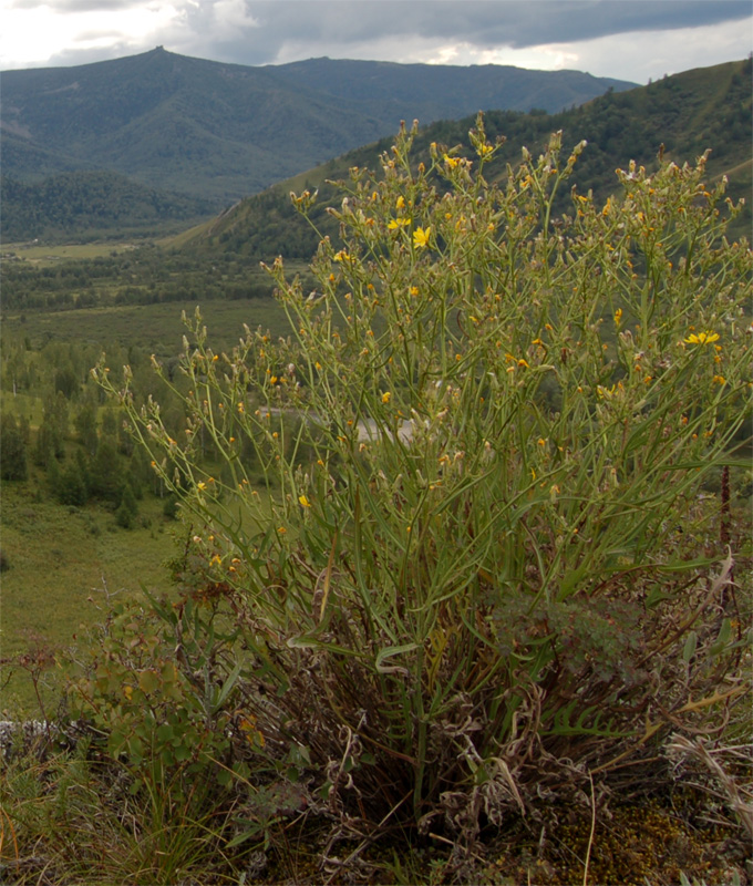 Изображение особи Youngia tenuifolia.