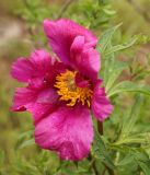 Paeonia intermedia