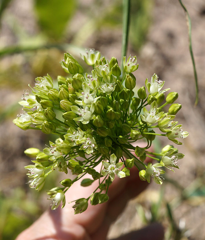 Image of Allium valentinae specimen.